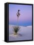 Yucca on Dunes at Dusk, Heart of the Dunes, White Sands National Monument, New Mexico, USA-Scott T^ Smith-Framed Stretched Canvas