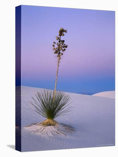 Yucca on Dunes at Dusk, Heart of the Dunes, White Sands National Monument, New Mexico, USA-Scott T^ Smith-Stretched Canvas