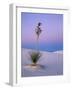 Yucca on Dunes at Dusk, Heart of the Dunes, White Sands National Monument, New Mexico, USA-Scott T^ Smith-Framed Photographic Print