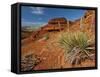 Yucca on Red Soil in Canyon Lands on Northern Wyoming, Usa-Larry Ditto-Framed Stretched Canvas