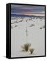 Yucca on the Dunes at Sunrise, White Sands National Monument, New Mexico, USA, North America-James Hager-Framed Stretched Canvas