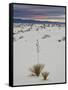 Yucca on the Dunes at Sunrise, White Sands National Monument, New Mexico, USA, North America-James Hager-Framed Stretched Canvas