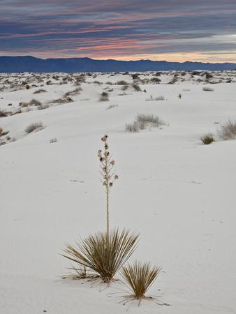 https://imgc.allpostersimages.com/img/posters/yucca-on-the-dunes-at-sunrise-white-sands-national-monument-new-mexico-usa-north-america_u-L-PHCTCA0.jpg?artPerspective=n