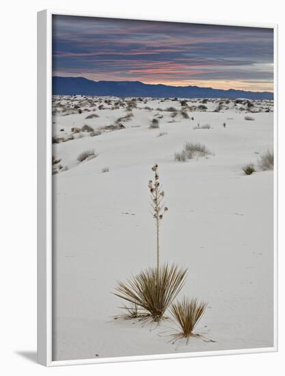 Yucca on the Dunes at Sunrise, White Sands National Monument, New Mexico, USA, North America-James Hager-Framed Photographic Print