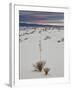 Yucca on the Dunes at Sunrise, White Sands National Monument, New Mexico, USA, North America-James Hager-Framed Photographic Print