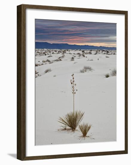 Yucca on the Dunes at Sunrise, White Sands National Monument, New Mexico, USA, North America-James Hager-Framed Photographic Print