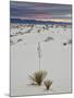 Yucca on the Dunes at Sunrise, White Sands National Monument, New Mexico, USA, North America-James Hager-Mounted Photographic Print