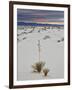 Yucca on the Dunes at Sunrise, White Sands National Monument, New Mexico, USA, North America-James Hager-Framed Photographic Print