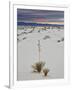Yucca on the Dunes at Sunrise, White Sands National Monument, New Mexico, USA, North America-James Hager-Framed Photographic Print