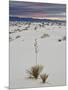 Yucca on the Dunes at Sunrise, White Sands National Monument, New Mexico, USA, North America-James Hager-Mounted Photographic Print