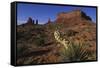 Yucca Plant and Sandstone Monument-Paul Souders-Framed Stretched Canvas