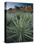 Yucca Plant, Joshua Tree National Park, California, United States of America, North America-Colin Brynn-Stretched Canvas
