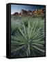 Yucca Plant, Joshua Tree National Park, California, United States of America, North America-Colin Brynn-Framed Stretched Canvas