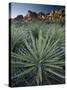 Yucca Plant, Joshua Tree National Park, California, United States of America, North America-Colin Brynn-Stretched Canvas