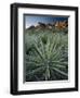 Yucca Plant, Joshua Tree National Park, California, United States of America, North America-Colin Brynn-Framed Photographic Print