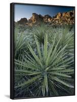 Yucca Plant, Joshua Tree National Park, California, United States of America, North America-Colin Brynn-Framed Photographic Print