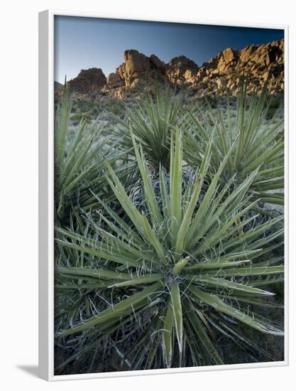 Yucca Plant, Joshua Tree National Park, California, United States of America, North America-Colin Brynn-Framed Photographic Print