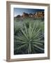 Yucca Plant, Joshua Tree National Park, California, United States of America, North America-Colin Brynn-Framed Photographic Print