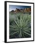 Yucca Plant, Joshua Tree National Park, California, United States of America, North America-Colin Brynn-Framed Photographic Print