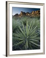 Yucca Plant, Joshua Tree National Park, California, United States of America, North America-Colin Brynn-Framed Photographic Print