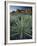 Yucca Plant, Joshua Tree National Park, California, United States of America, North America-Colin Brynn-Framed Photographic Print