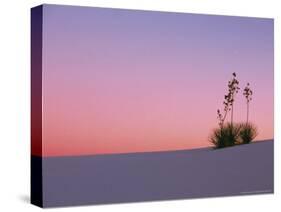 Yucca Plant, White Sands, New Mexico, USA-Dee Ann Pederson-Stretched Canvas