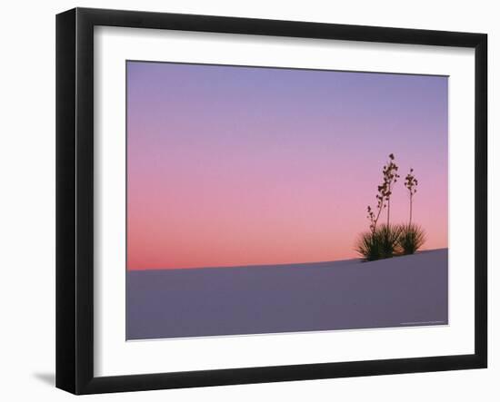 Yucca Plant, White Sands, New Mexico, USA-Dee Ann Pederson-Framed Photographic Print