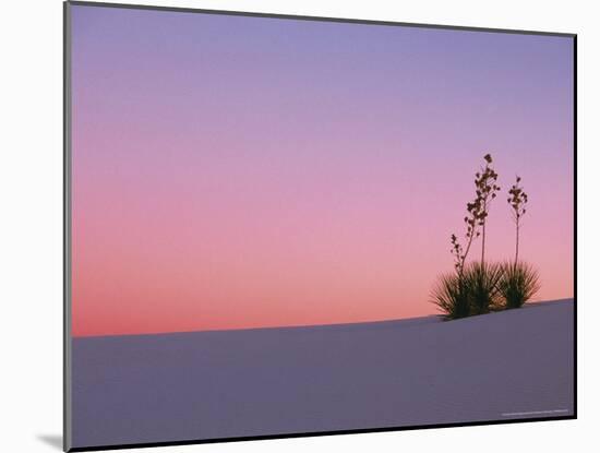 Yucca Plant, White Sands, New Mexico, USA-Dee Ann Pederson-Mounted Photographic Print
