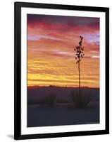 Yucca Plant, White Sands, New Mexico, USA-Dee Ann Pederson-Framed Photographic Print