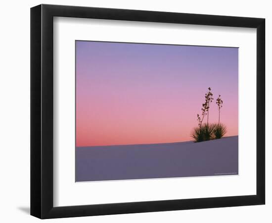 Yucca Plant, White Sands, New Mexico, USA-Dee Ann Pederson-Framed Photographic Print