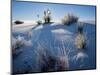 Yucca plants in desert, White Sands National Monument, New Mexico, USA-Panoramic Images-Mounted Photographic Print
