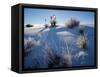 Yucca plants in desert, White Sands National Monument, New Mexico, USA-Panoramic Images-Framed Stretched Canvas