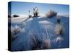 Yucca plants in desert, White Sands National Monument, New Mexico, USA-Panoramic Images-Stretched Canvas