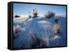 Yucca plants in desert, White Sands National Monument, New Mexico, USA-Panoramic Images-Framed Stretched Canvas