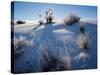 Yucca plants in desert, White Sands National Monument, New Mexico, USA-Panoramic Images-Stretched Canvas