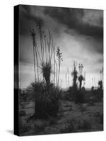 Yucca Plants in Desert-Alfred Eisenstaedt-Stretched Canvas