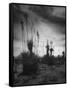 Yucca Plants in Desert-Alfred Eisenstaedt-Framed Stretched Canvas