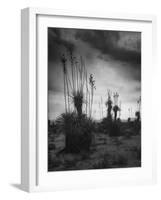 Yucca Plants in Desert-Alfred Eisenstaedt-Framed Photographic Print
