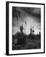 Yucca Plants in Desert-Alfred Eisenstaedt-Framed Photographic Print