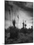 Yucca Plants in Desert-Alfred Eisenstaedt-Mounted Photographic Print