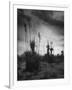 Yucca Plants in Desert-Alfred Eisenstaedt-Framed Photographic Print