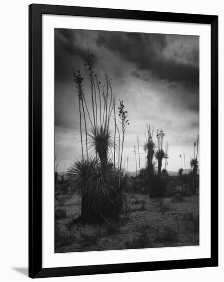 Yucca Plants in Desert-Alfred Eisenstaedt-Framed Photographic Print