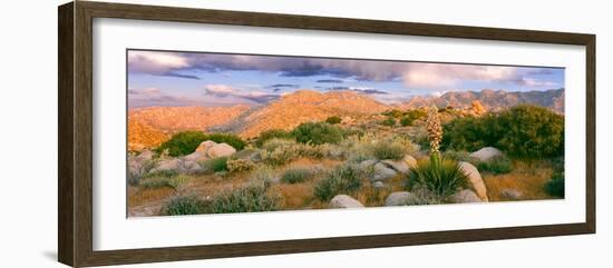 Yucca (Spanish Bayonet) Plants Blooming in a Desert, Culp Valley Primitive Campground-null-Framed Photographic Print