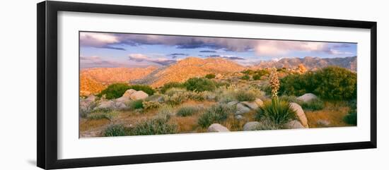 Yucca (Spanish Bayonet) Plants Blooming in a Desert, Culp Valley Primitive Campground-null-Framed Photographic Print