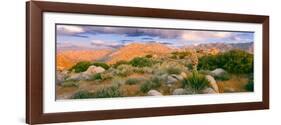 Yucca (Spanish Bayonet) Plants Blooming in a Desert, Culp Valley Primitive Campground-null-Framed Photographic Print