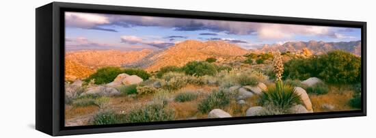 Yucca (Spanish Bayonet) Plants Blooming in a Desert, Culp Valley Primitive Campground-null-Framed Stretched Canvas