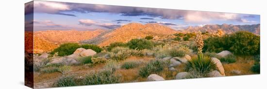 Yucca (Spanish Bayonet) Plants Blooming in a Desert, Culp Valley Primitive Campground-null-Stretched Canvas