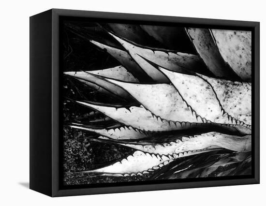 Yucca Spears, Baja, 1968 (gelatin silver print)-Brett Weston-Framed Stretched Canvas