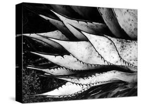 Yucca Spears, Baja, 1968 (gelatin silver print)-Brett Weston-Stretched Canvas