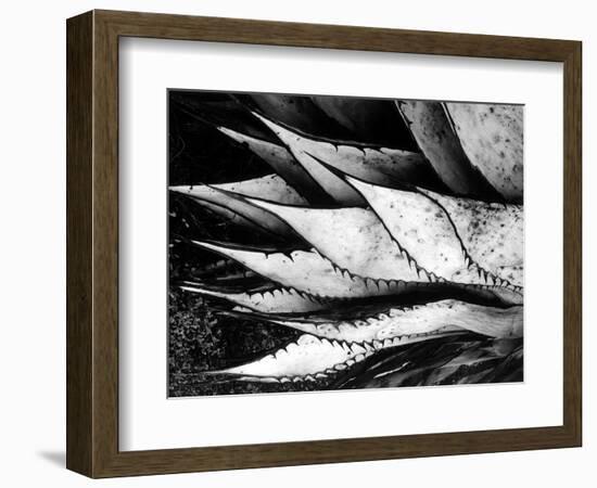 Yucca Spears, Baja, 1968 (gelatin silver print)-Brett Weston-Framed Photographic Print